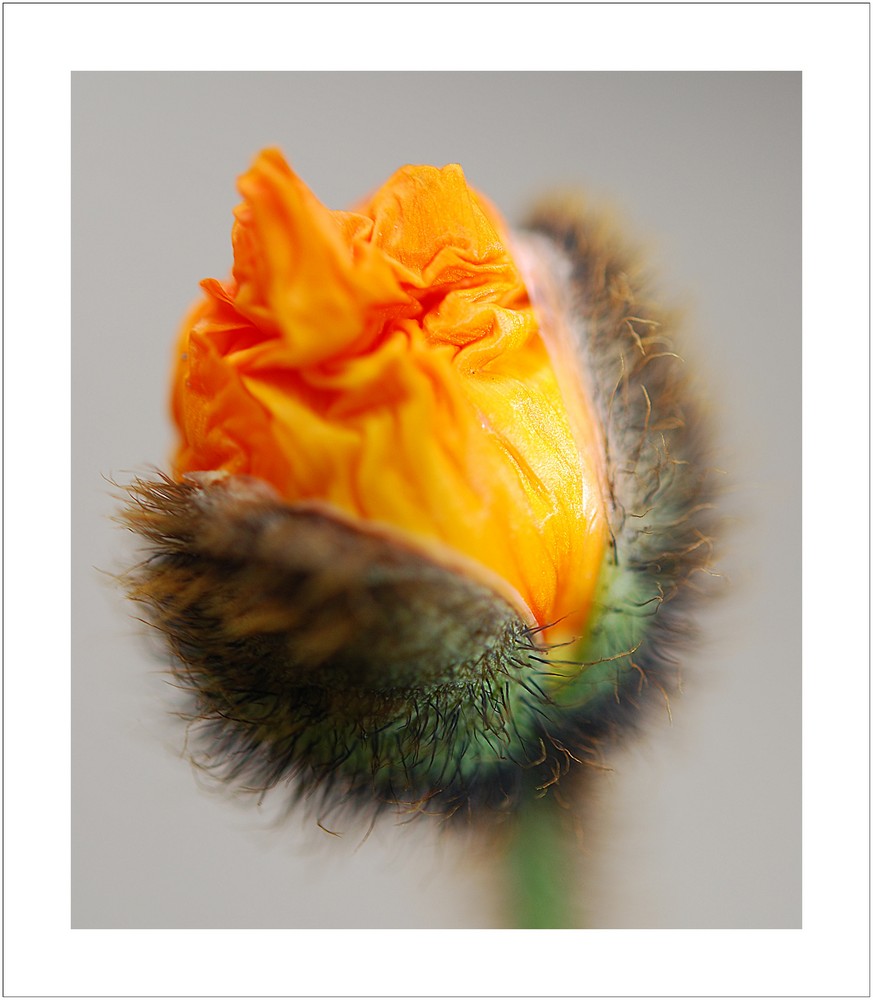 Mohn im Aufbruch