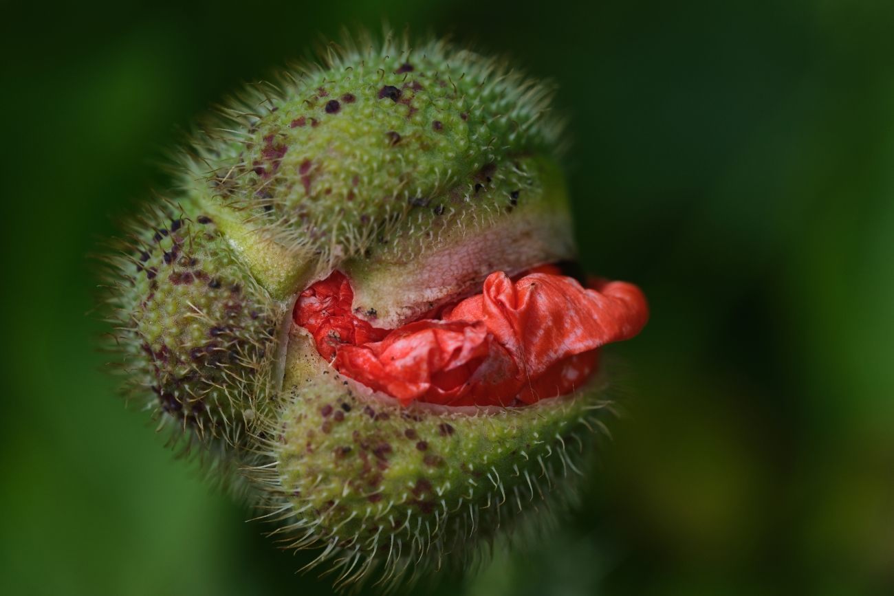 Mohn im Aufbruch