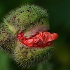 Mohn im Aufbruch