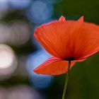 Mohn im Auge des Primoplans 