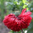 Mohn im "Baströckchen"