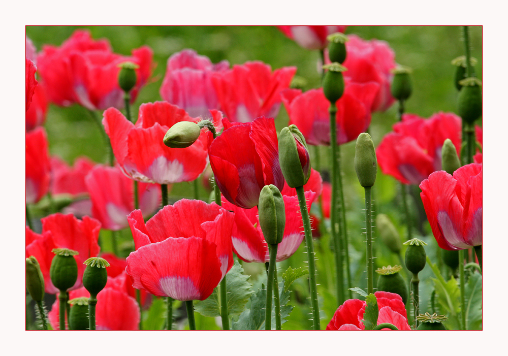 Mohn im Bauerngarten