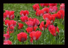 Mohn im Bauerngarten 2