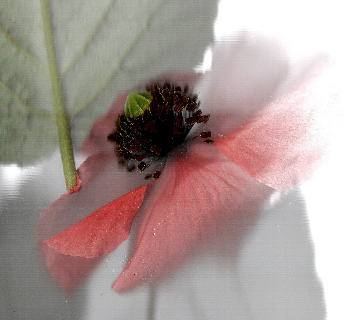 Mohn im Blättermandel