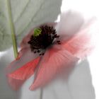 Mohn im Blättermandel