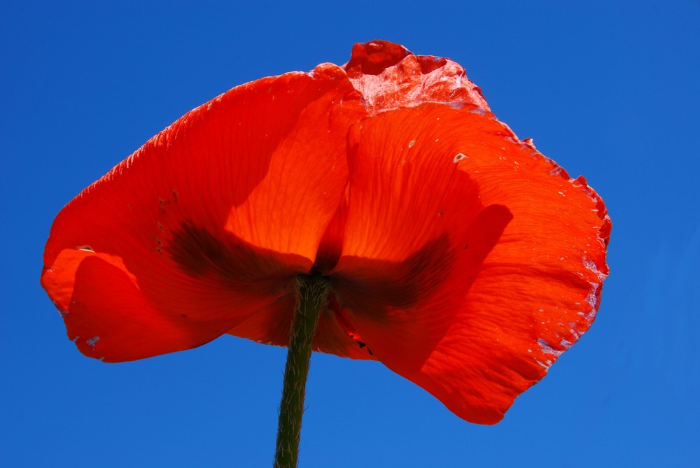 Mohn im Blau