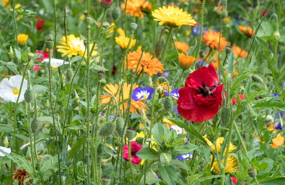 Mohn im Blütenfeld