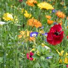 Mohn im Blütenfeld