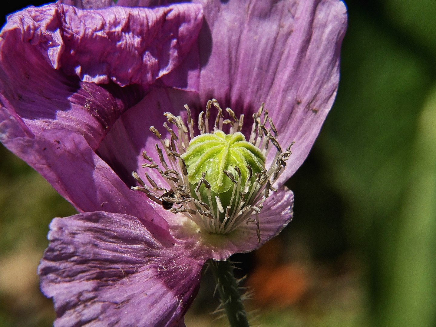 Mohn im Botan. Garten