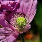 Mohn im Botan. Garten