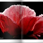 Mohn im Buch