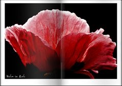 Mohn im Buch