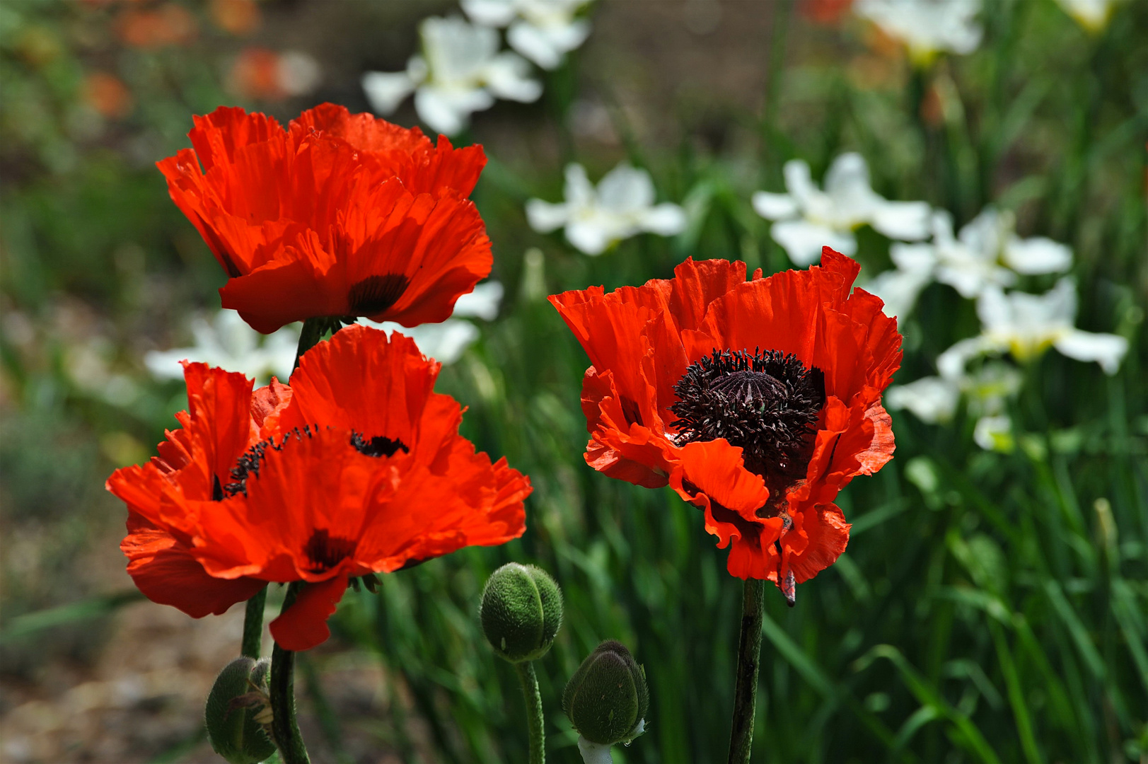 Mohn im Central Park