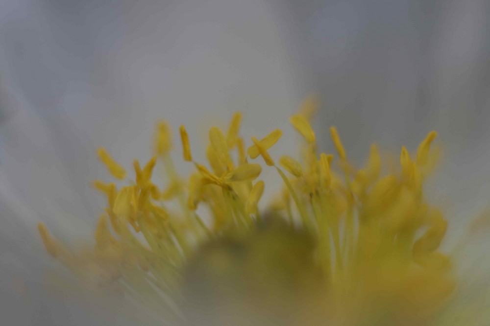 Mohn im Detail