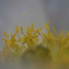 Mohn im Detail