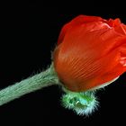 Mohn im Detail