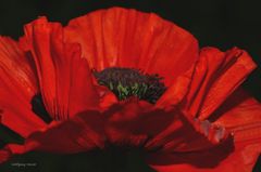 Mohn im Detail 