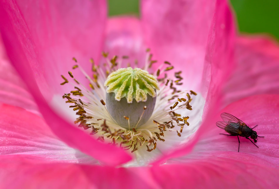 Mohn im Detail