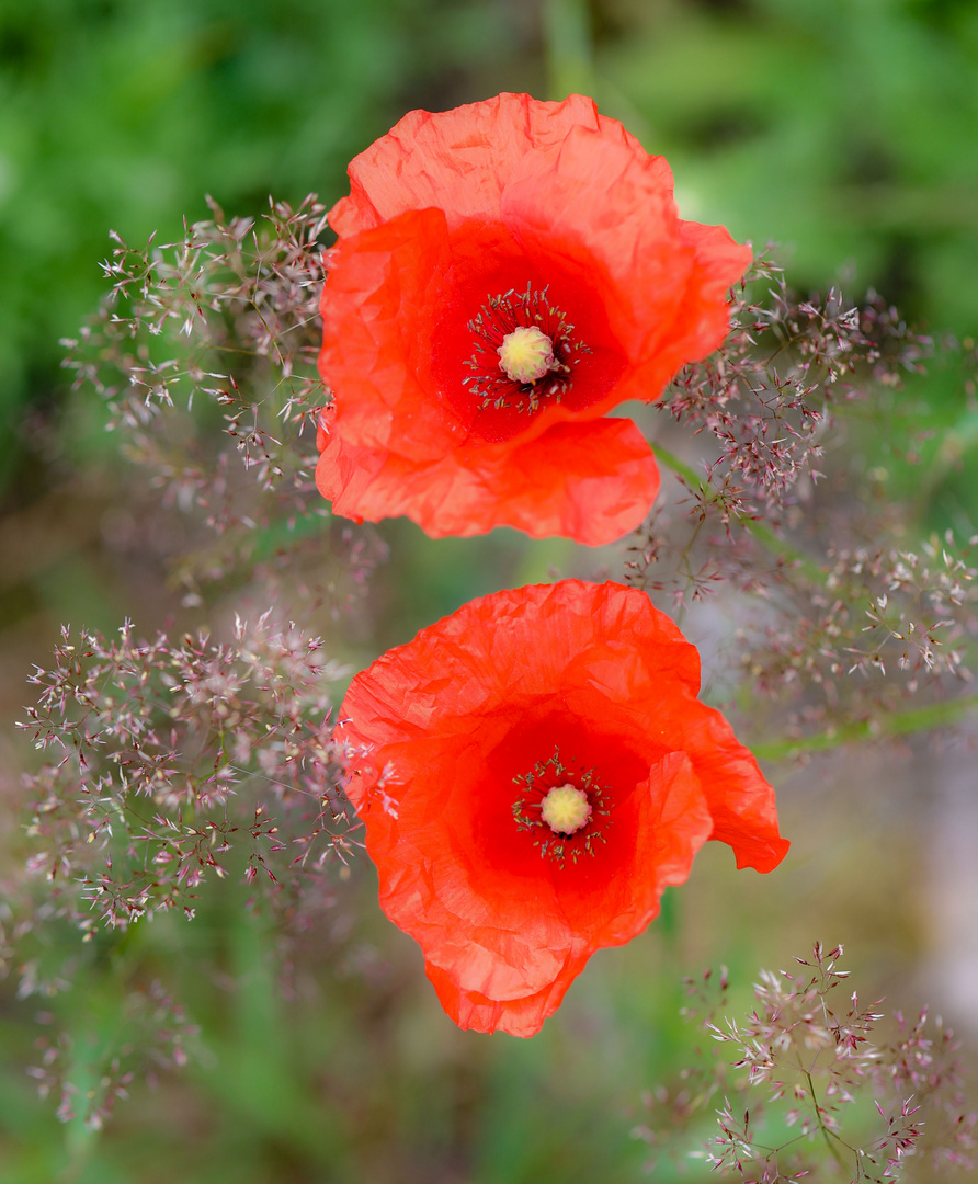 Mohn im Doppelpack