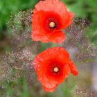 Mohn im Doppelpack