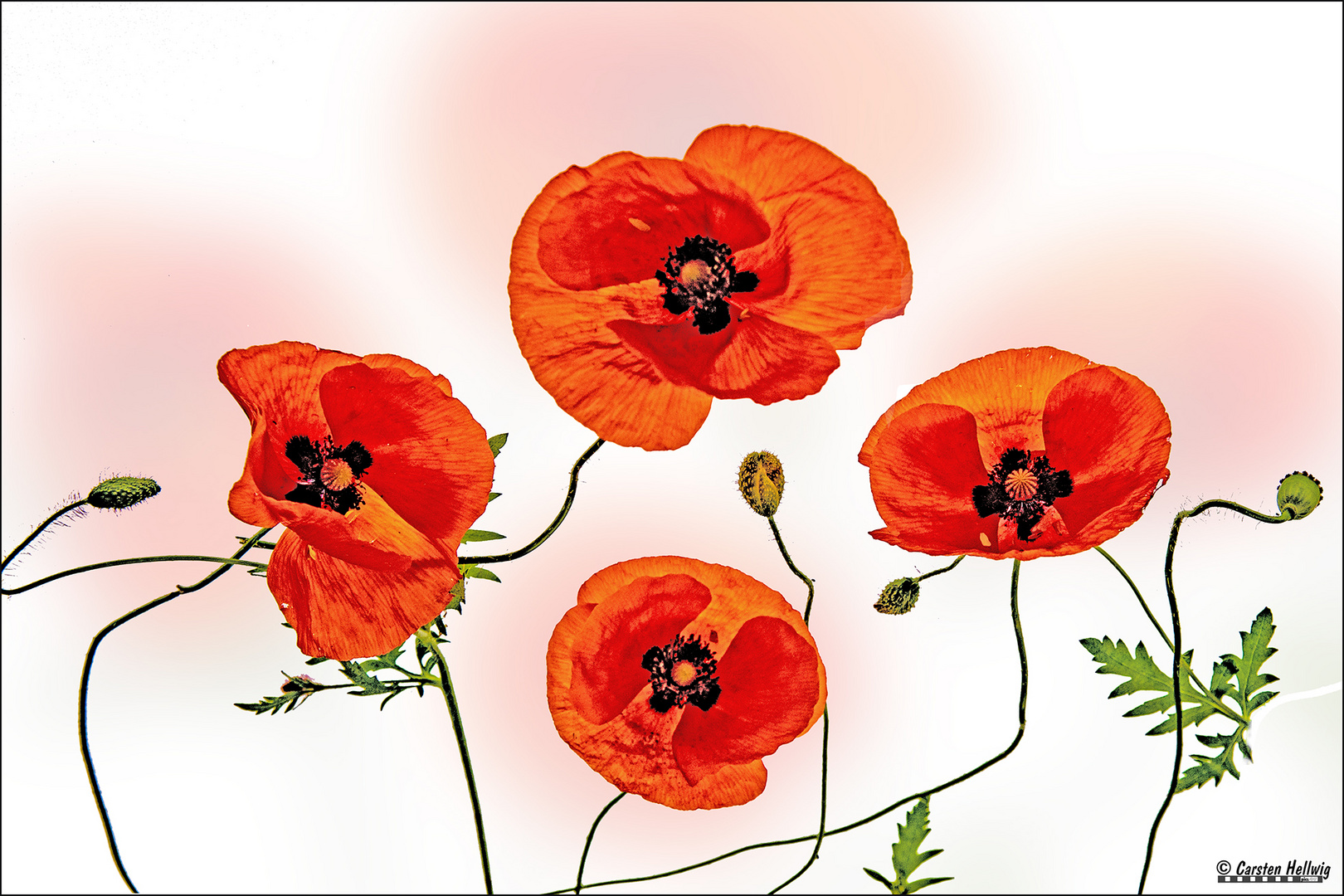 Mohn im Durchlicht