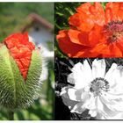 Mohn im eigenen Garten