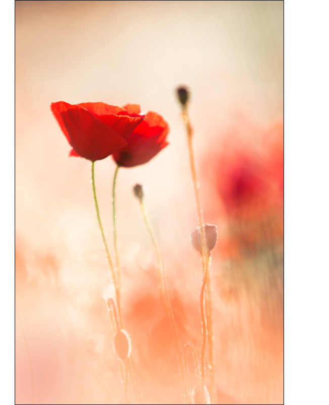 Mohn im ersten Licht