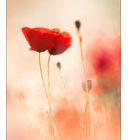 Mohn im ersten Licht