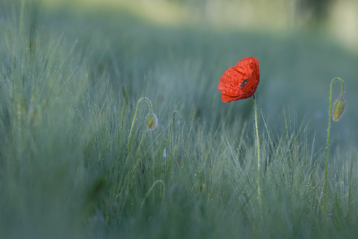 Mohn im ersten Licht