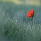 Mohn im ersten Licht