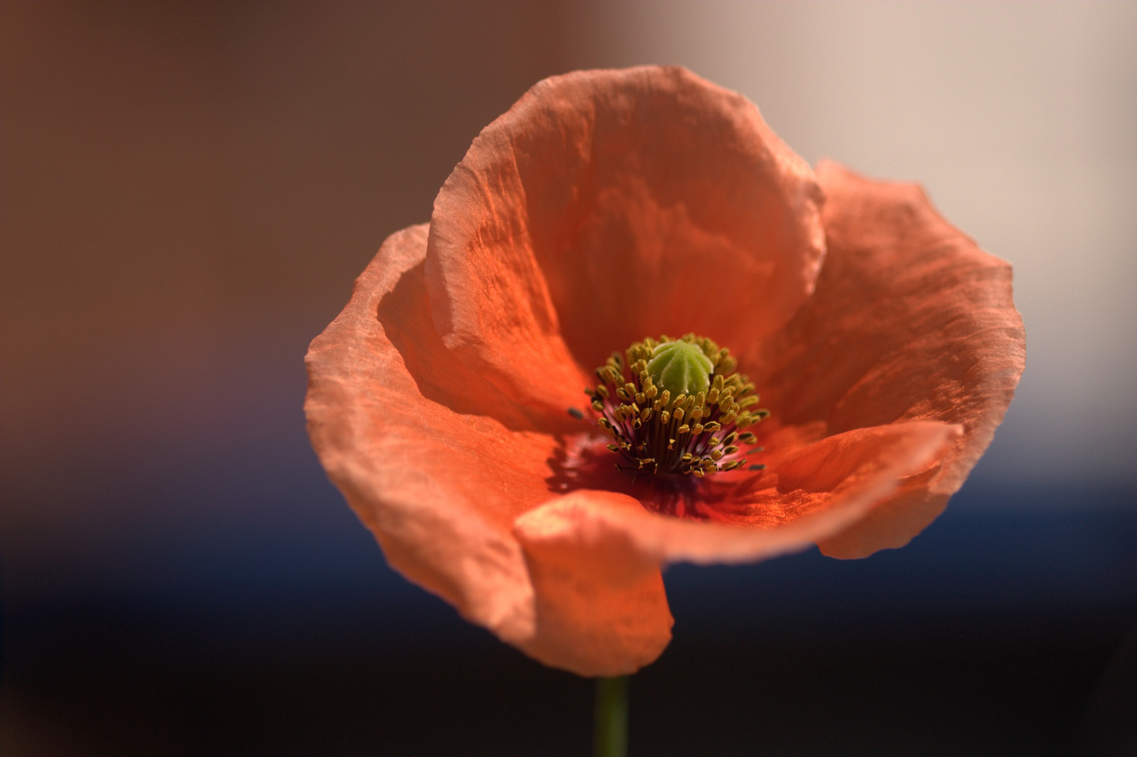 Mohn im Farb-Kreuz