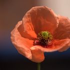 Mohn im Farb-Kreuz