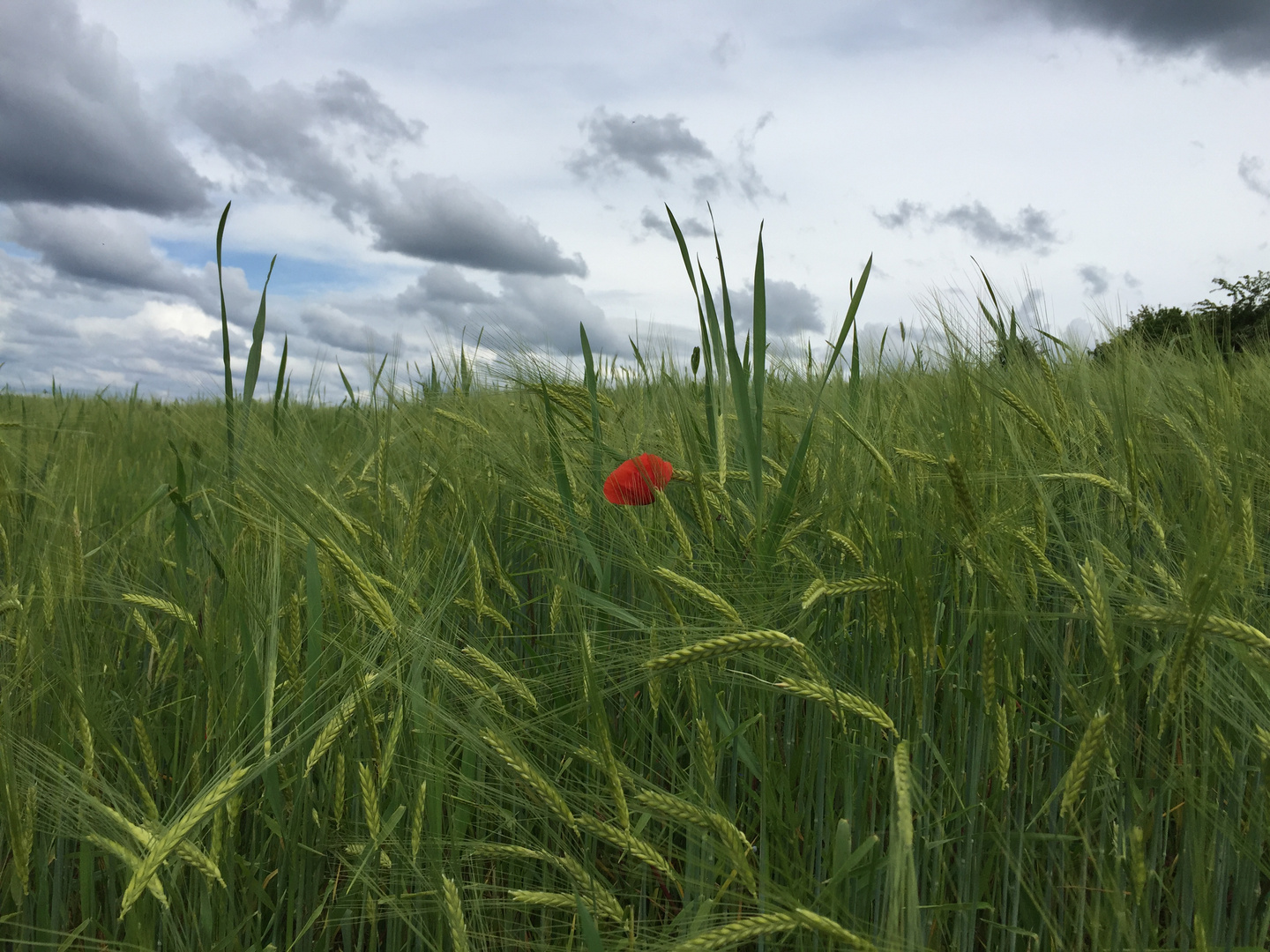 Mohn im Feld