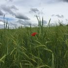 Mohn im Feld