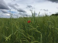 Mohn im Feld