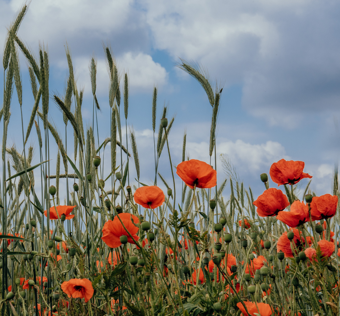 Mohn im Feld 