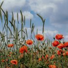 Mohn im Feld 