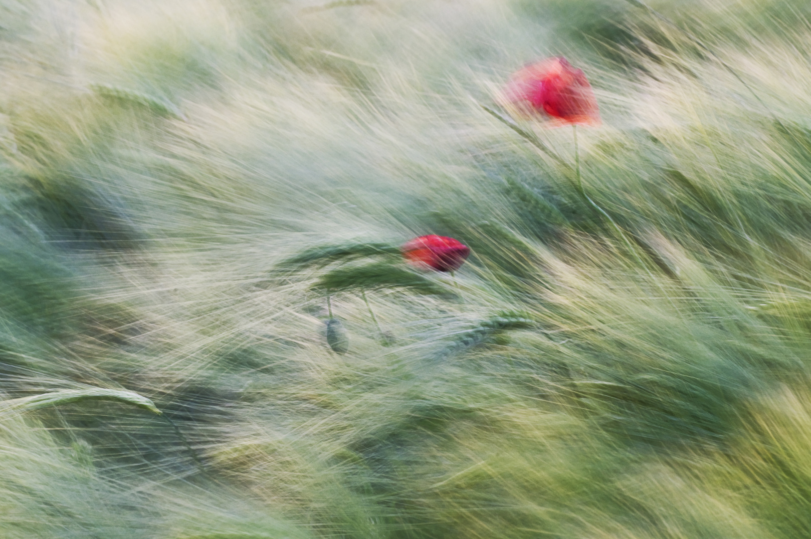 Mohn im Feld