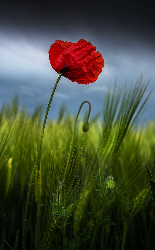 mohn im feld