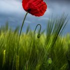 mohn im feld