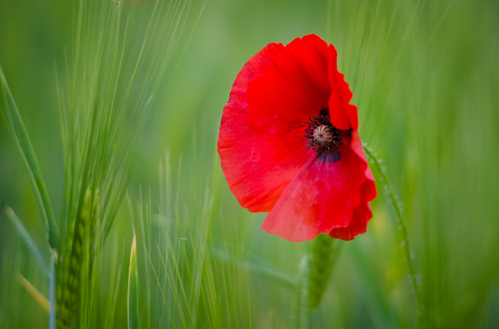 Mohn im Feld 1 