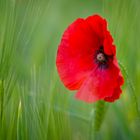 Mohn im Feld 1 