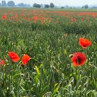 Mohn im Feld 1