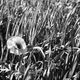 Mohn im Feld