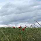 Mohn im Feld