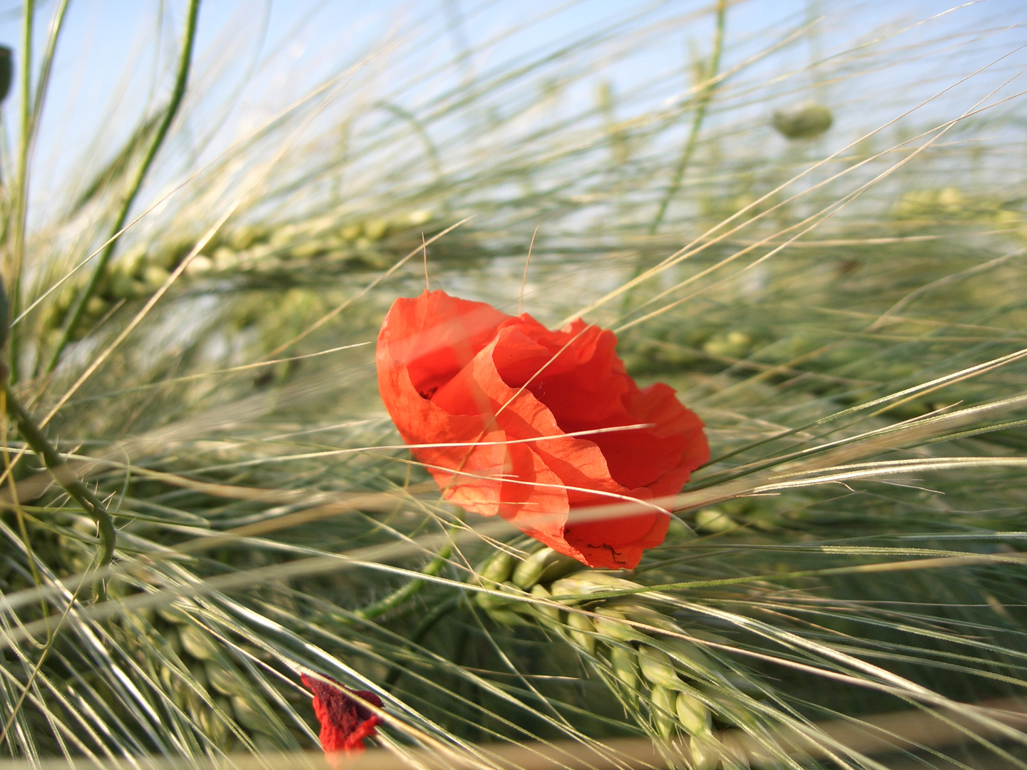 Mohn im Feld