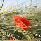 Mohn im Feld