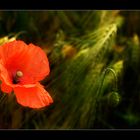 Mohn im Feld