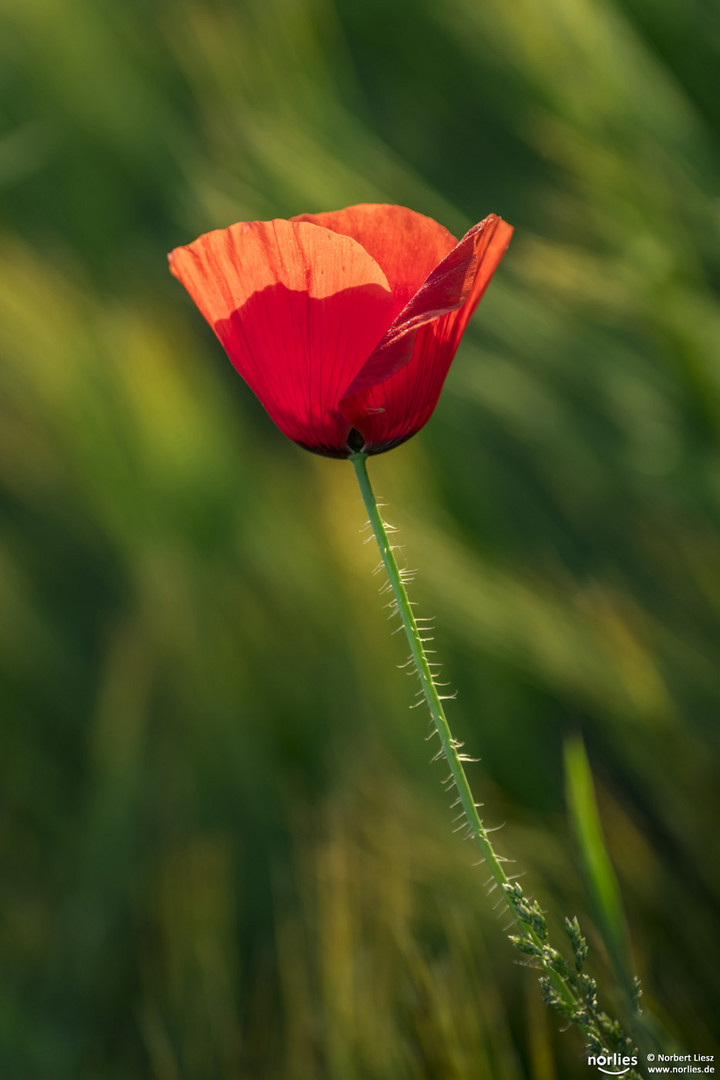 Mohn im Feld