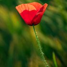 Mohn im Feld